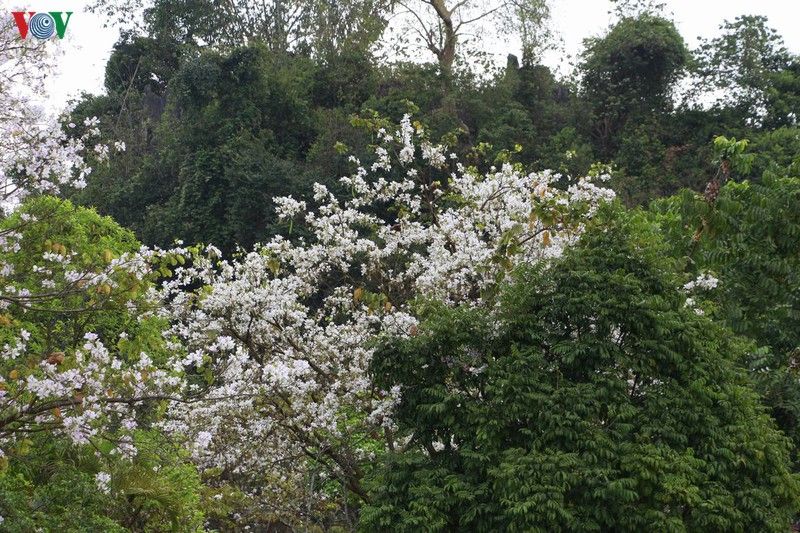 hoa ban khoe sac trang tinh khoi giua troi tay bac