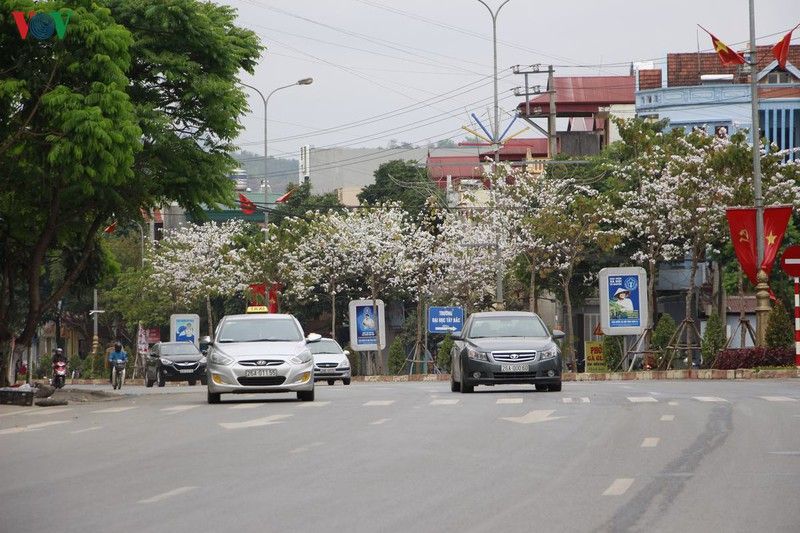 hoa ban khoe sac trang tinh khoi giua troi tay bac