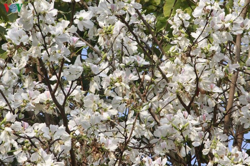 hoa ban khoe sac trang tinh khoi giua troi tay bac