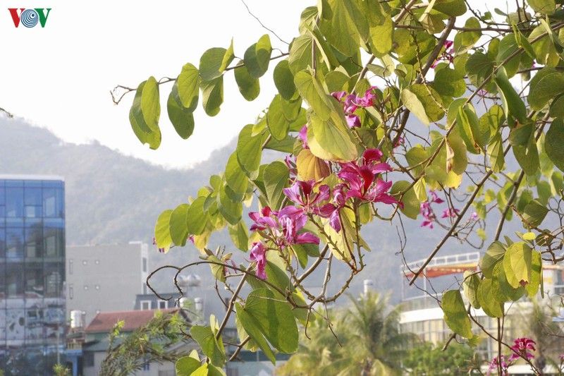 hoa ban khoe sac trang tinh khoi giua troi tay bac