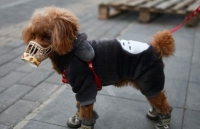 Hong Kong phát hiện thú cưng của bệnh nhân Covid-19 cũng dương tính với virus