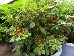 Ớt sừng siêu cay cũng có giá siêu đắt đỏ, hơn nửa tỷ đồng/kg, khuyến cáo không nên ăn tươi sống