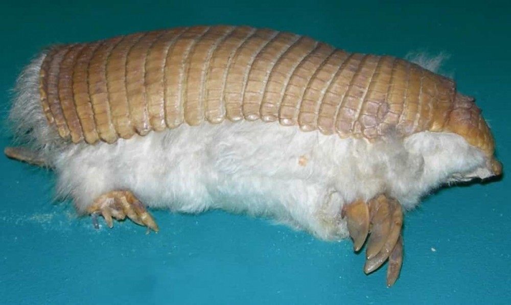 Những loài động vật kỳ lạ nhất thế giới có thể bạn chưa từng biết tới