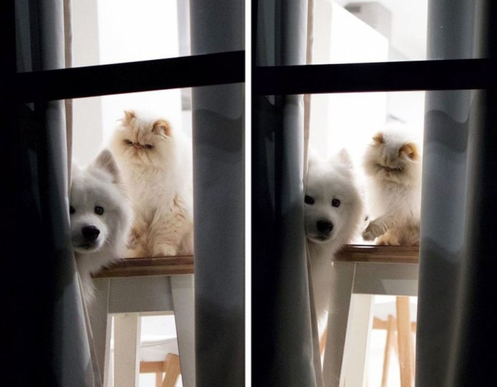 Tan chảy trước tình bạn đáng yêu giữa mèo cau có và chó vui vẻ