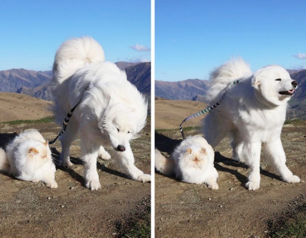 Tan chảy trước tình bạn đáng yêu giữa mèo cau có và chó vui vẻ