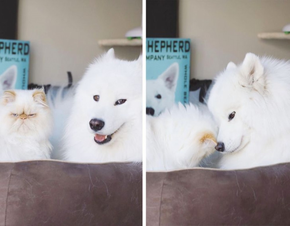 Tan chảy trước tình bạn đáng yêu giữa mèo cau có và chó vui vẻ