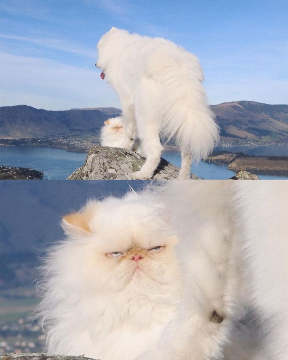 Tan chảy trước tình bạn đáng yêu giữa mèo cau có và chó vui vẻ