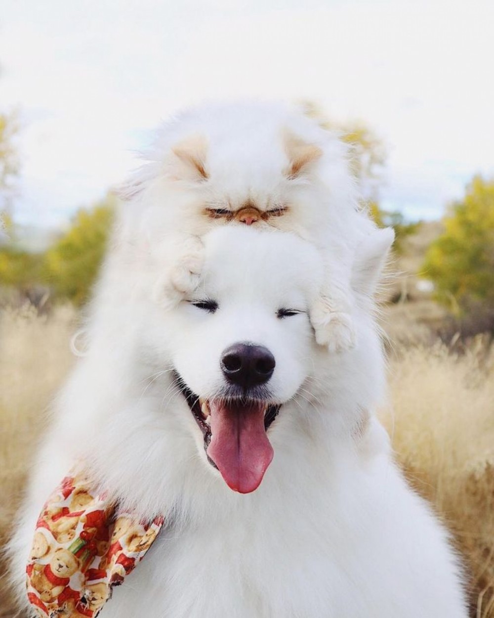 Tan chảy trước tình bạn đáng yêu giữa mèo cau có và chó vui vẻ