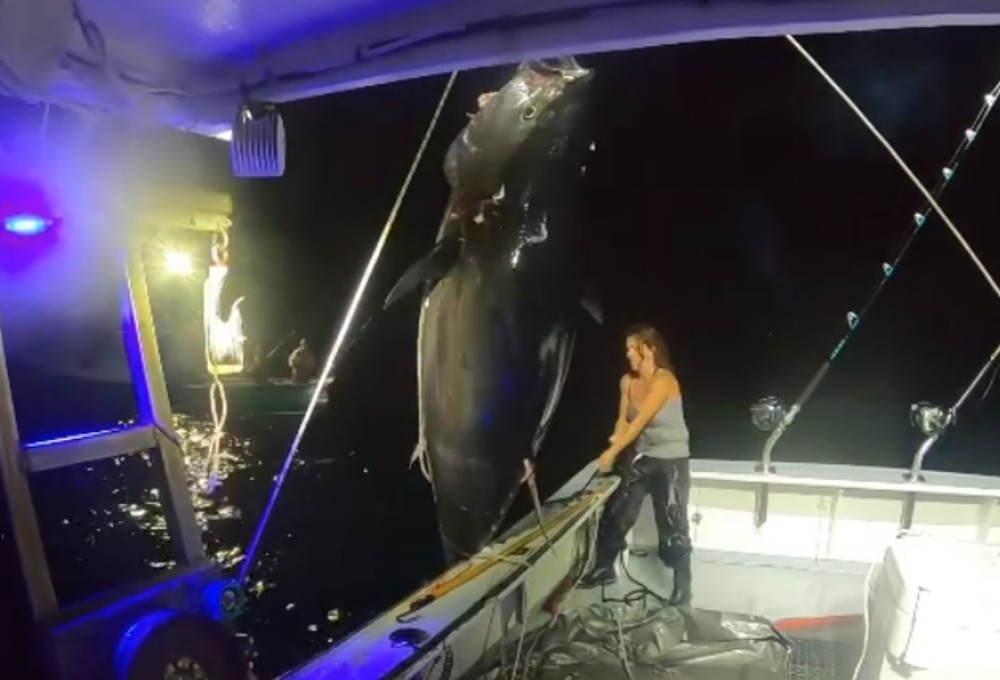 Người phụ nữ Mỹ một mình bắt con cá ngừ vây xanh 50 kg