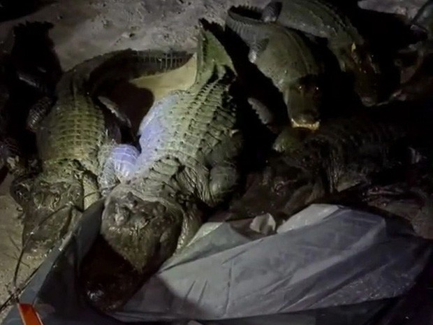 Nửa đêm, đàn cá sấu vào lều ăn hết đồ của phượt thủ