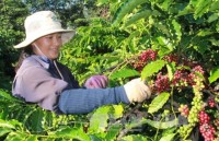 bao anh thi truong o to asean du bao tang tich cuc