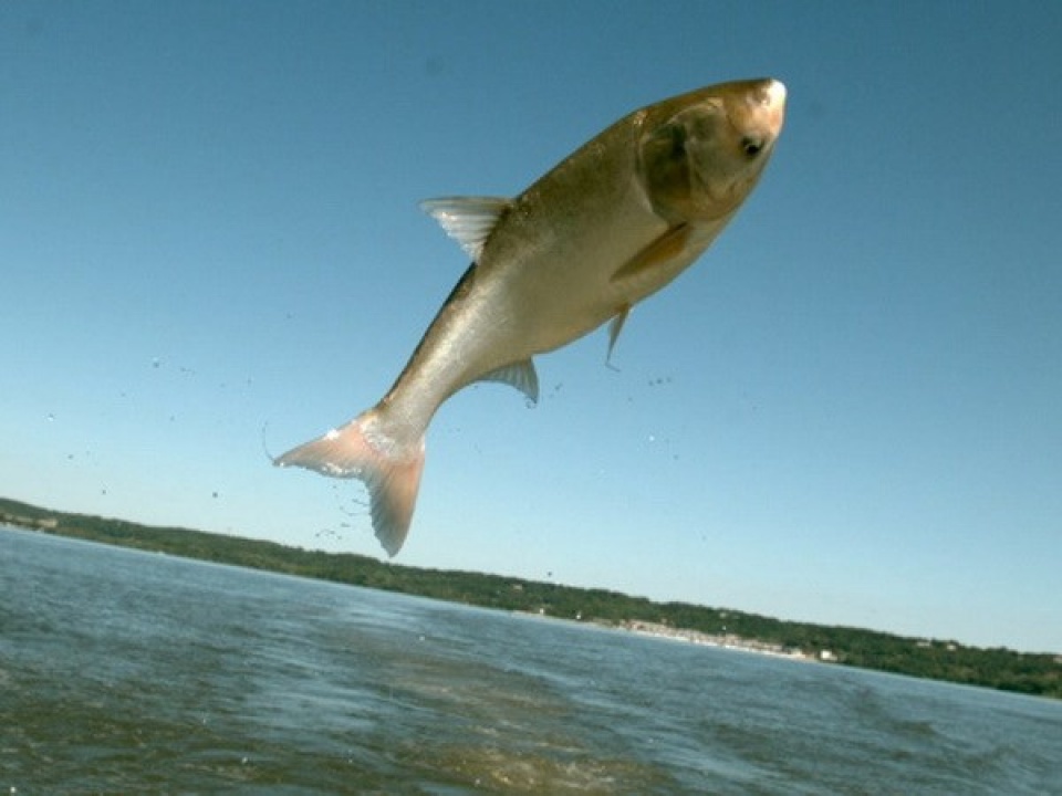 ca chep chau a xam luoc cac vung nuoc o canada va my