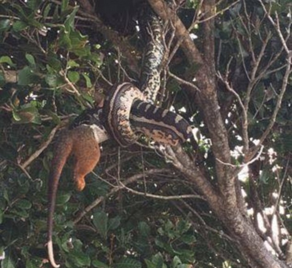 rung minh canh tran khong lo nuot do mieng moi lon tren cay