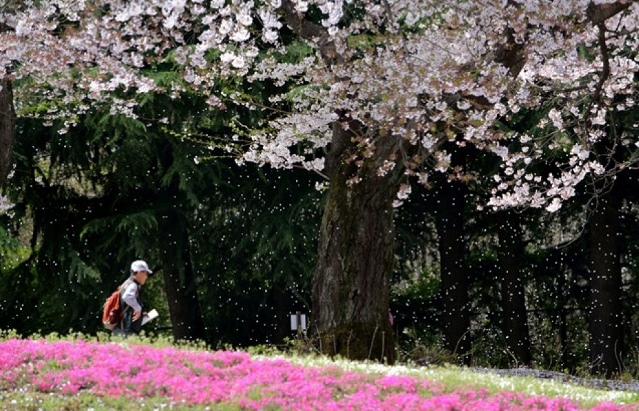 Đại sứ quán Nhật Bản nhận hồ sơ xin visa qua đại lý ủy thác