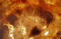 phat hien hoa thach ca co nien dai 240 trieu nam