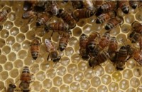 mo cua thoat hiem may bay nhay xuong duong bang vi sot ruot