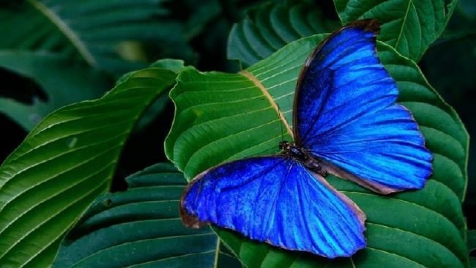 me hon trien lam hon 400 loai buom nhiet doi xinh dep o rome