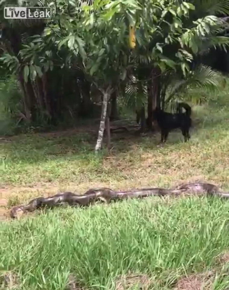 brazil hop suc giai cuu chu cho bi con tran siet chat