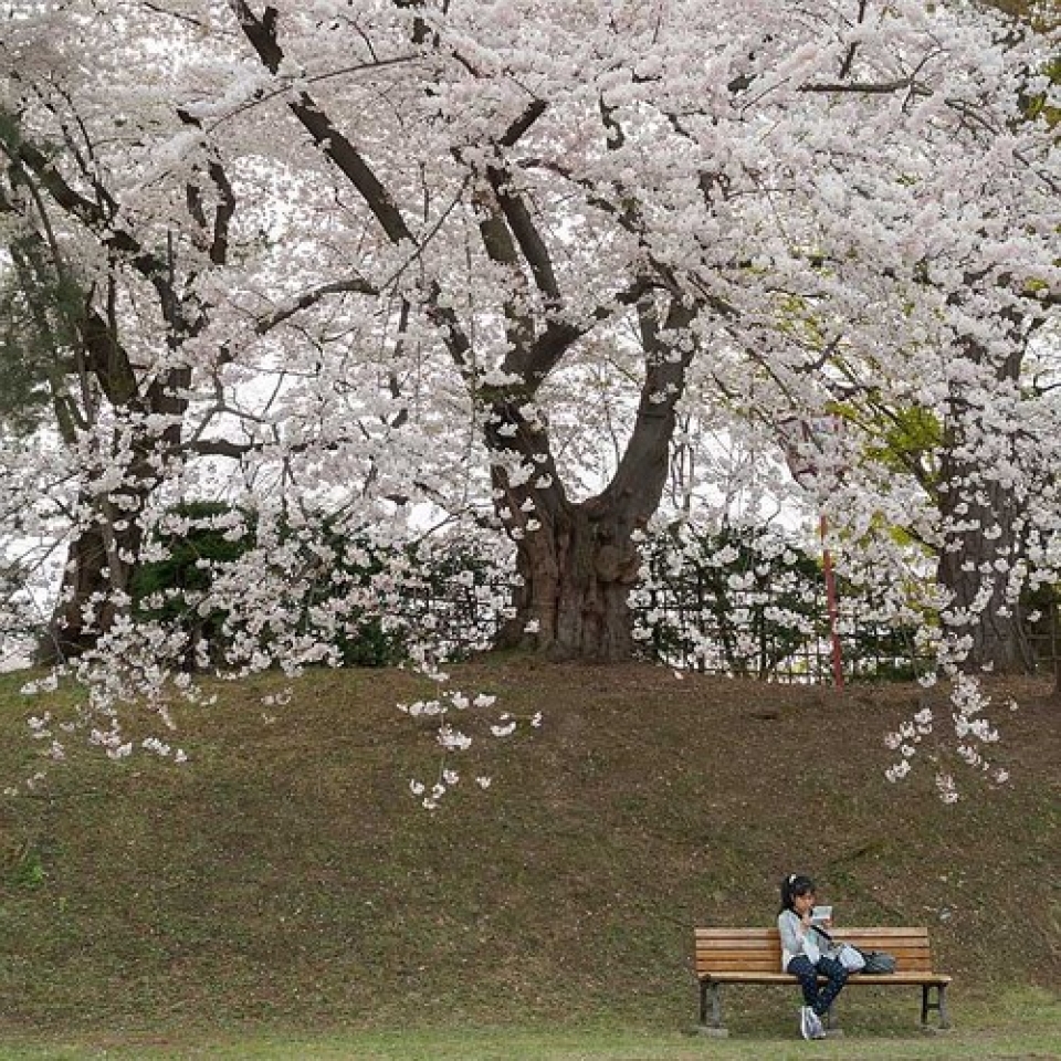 nhung le hoi hoa anh dao an tuong tren the gioi