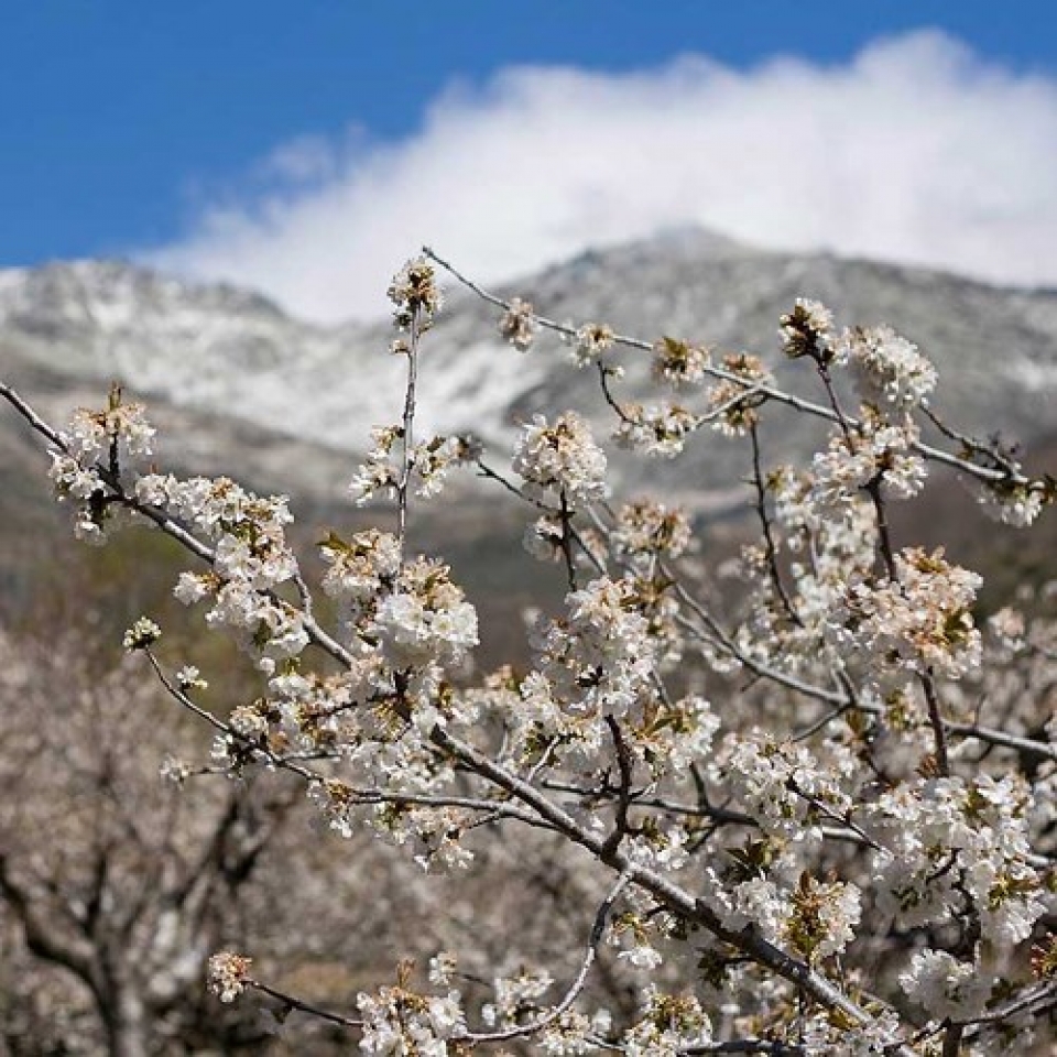 nhung le hoi hoa anh dao an tuong tren the gioi
