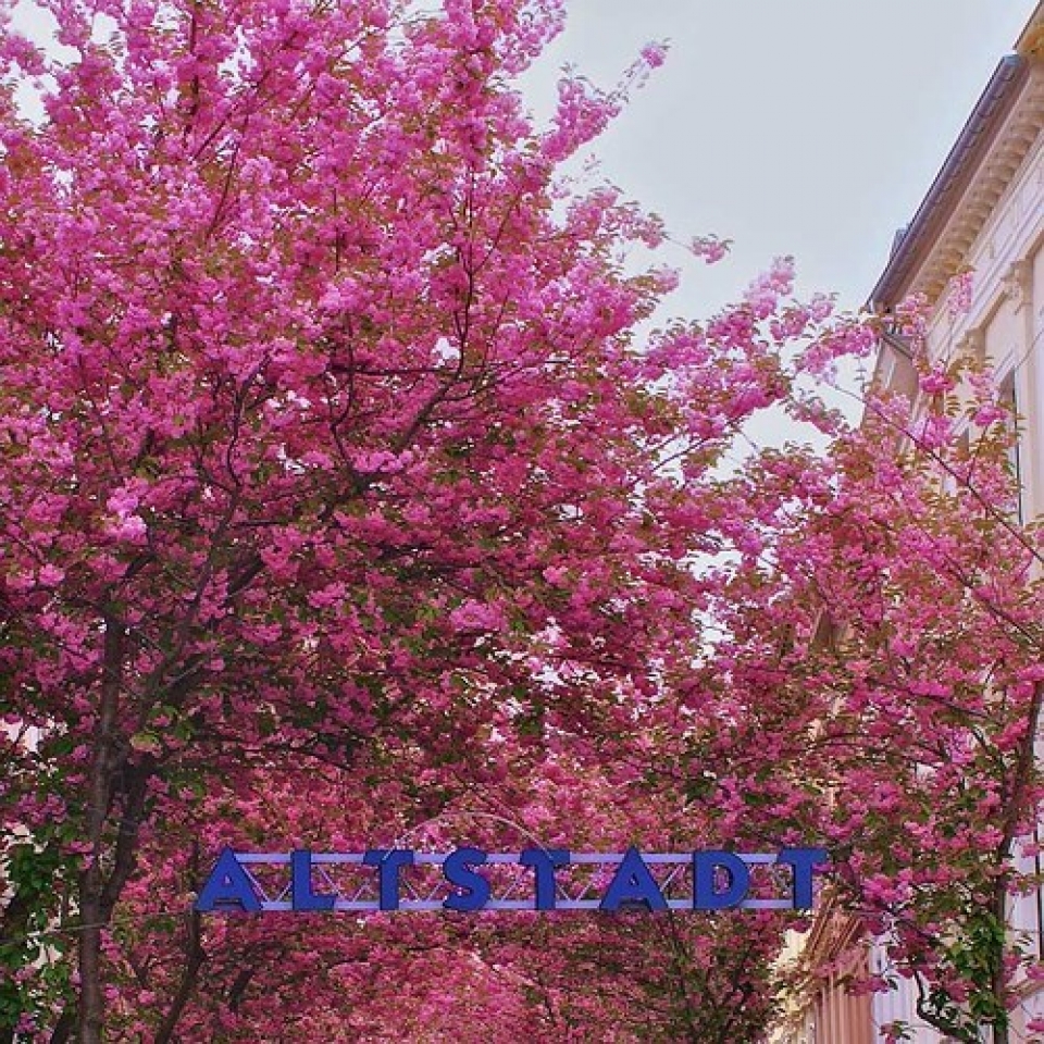 nhung le hoi hoa anh dao an tuong tren the gioi