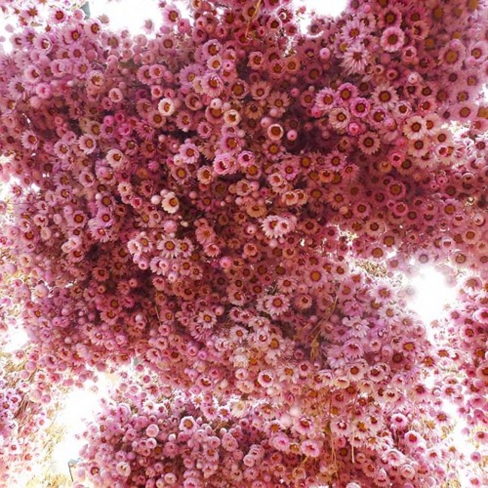 nhung le hoi hoa anh dao an tuong tren the gioi