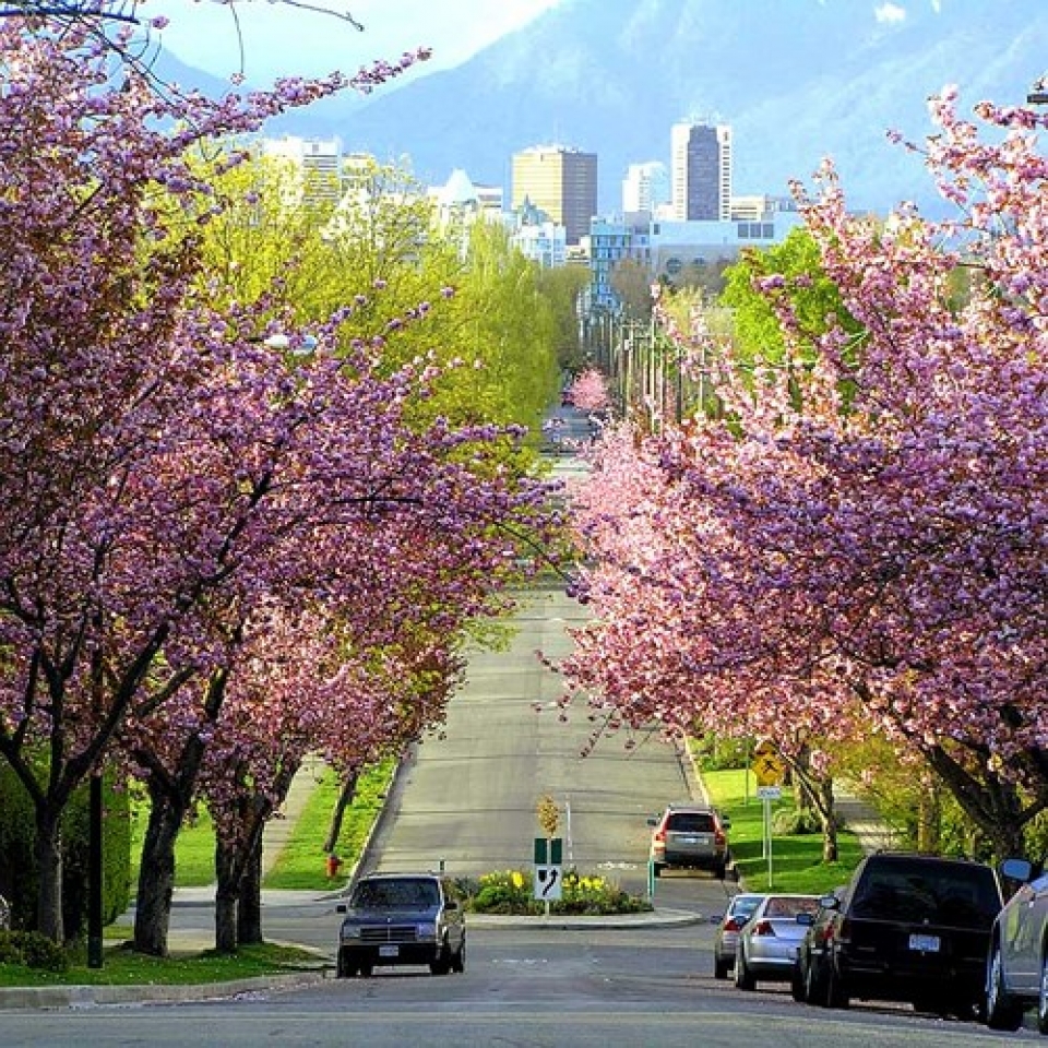 nhung le hoi hoa anh dao an tuong tren the gioi