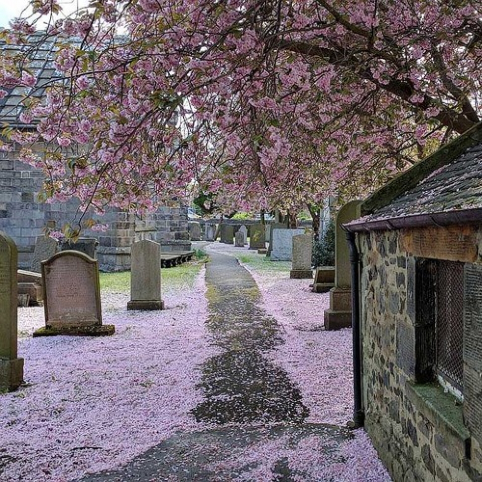 nhung le hoi hoa anh dao an tuong tren the gioi