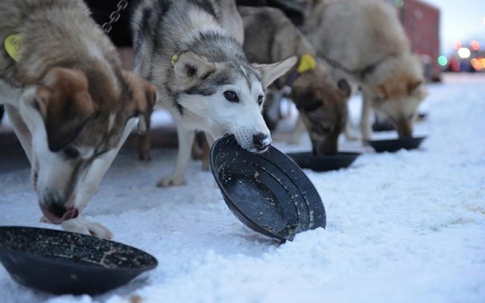 cuoc dua cho keo xe tai alaska chua bao gio het hap dan