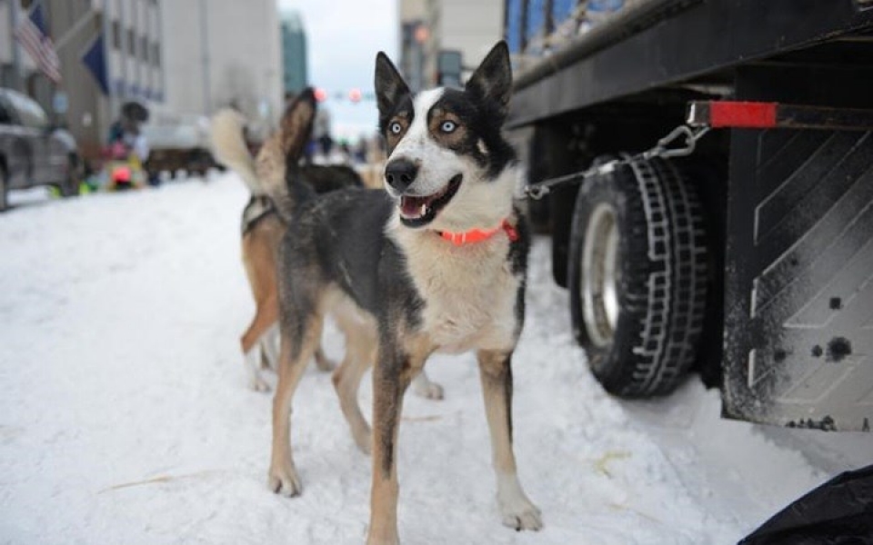 cuoc dua cho keo xe tai alaska chua bao gio het hap dan