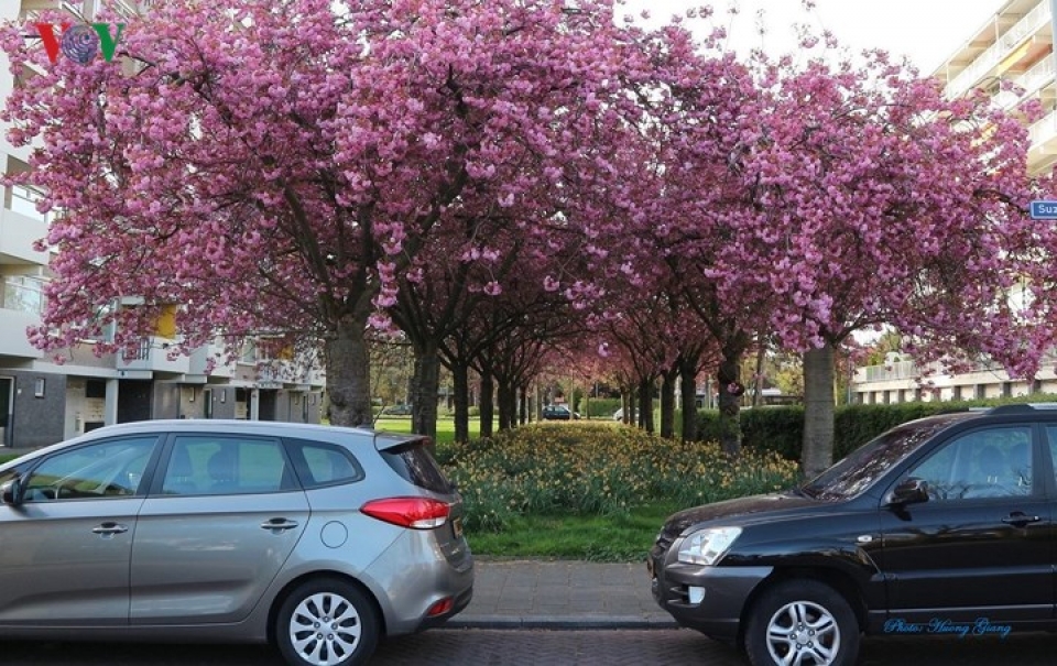 sac xuan ngap tran vuong quoc hoa ha lan