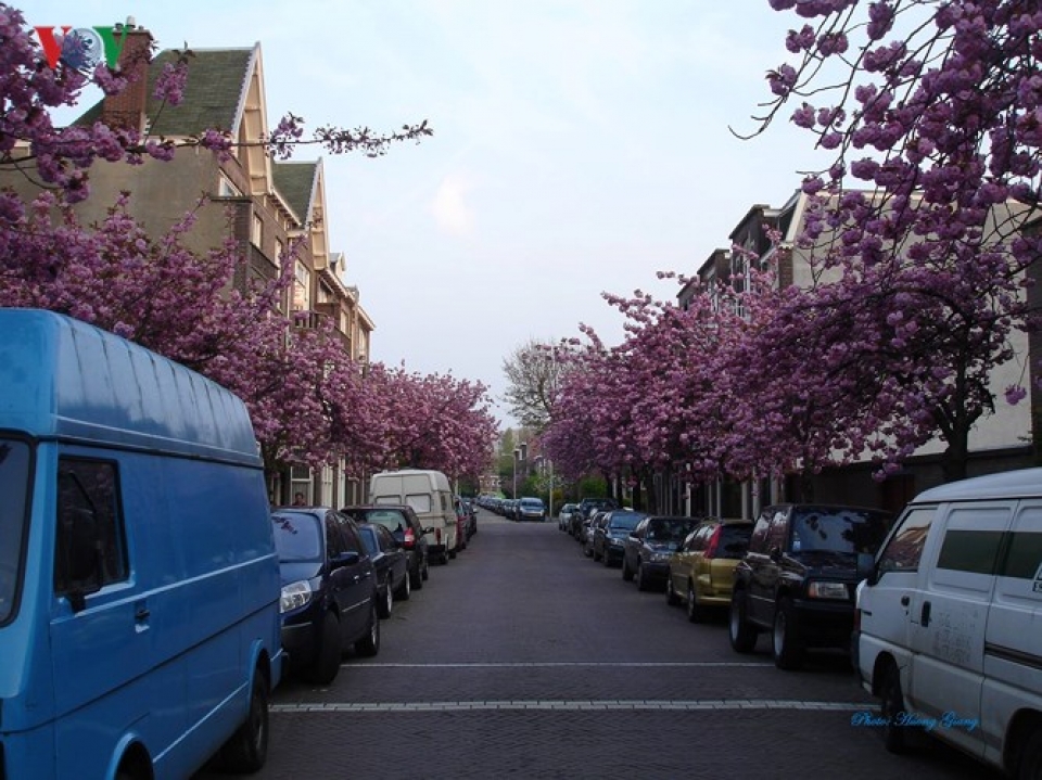 sac xuan ngap tran vuong quoc hoa ha lan