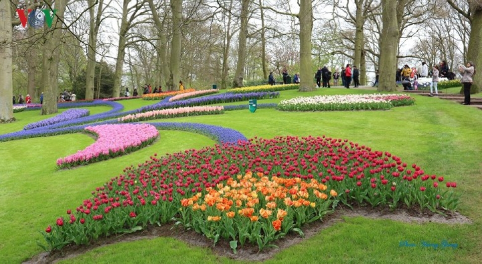 sac xuan ngap tran vuong quoc hoa ha lan