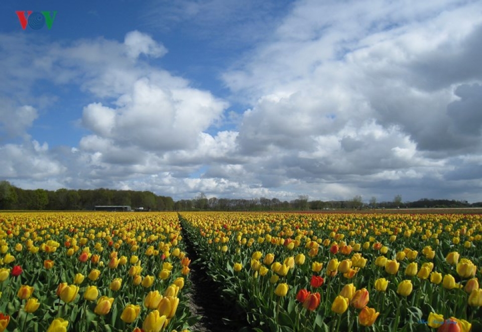 sac xuan ngap tran vuong quoc hoa ha lan