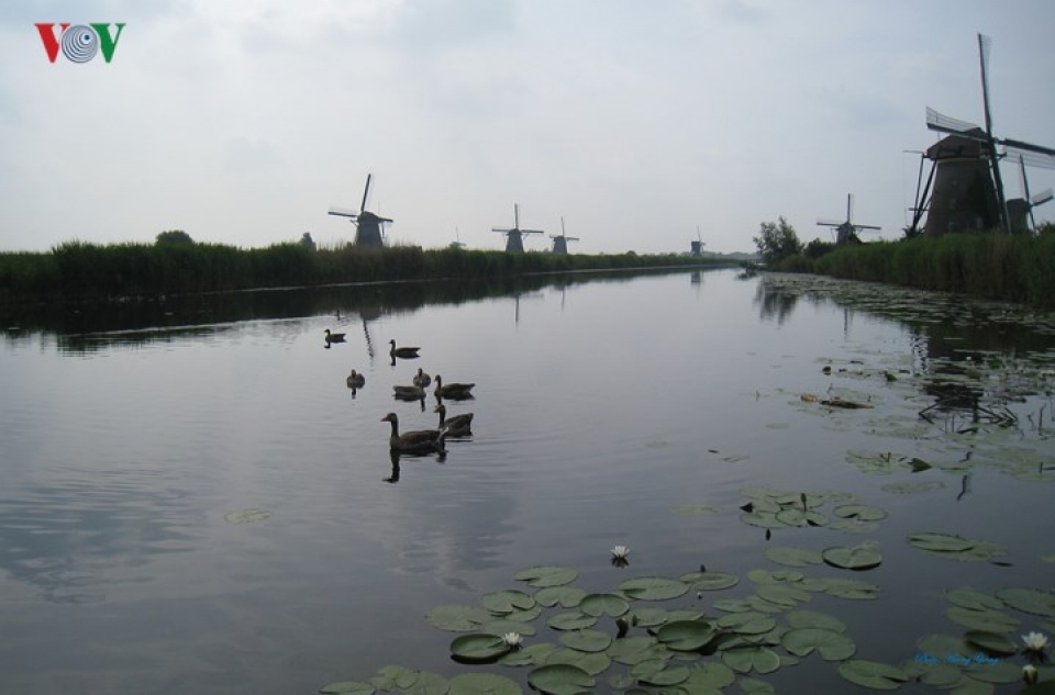 sac xuan ngap tran vuong quoc hoa ha lan