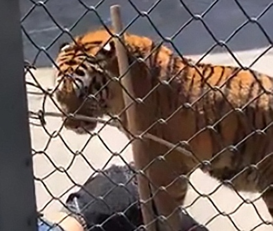 trung quoc nhan vien so thu thiet mang vi bi ho vo