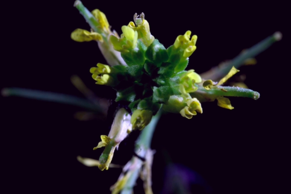 de duy tri giong noi den hoa cung phai tu chuyen gioi