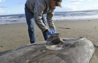 Mỹ: Lần đầu tiên phát hiện xác cá mặt trời siêu hiếm