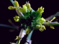 Để duy trì giống nòi, đến hoa cũng phải tự 