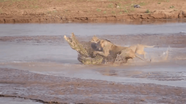 kenya dan su tu hung du chao thua ca sau thien chien va li lom