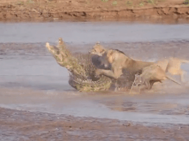 Kenya: Đàn sư tử hung dữ 