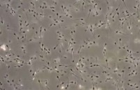 Thụ tinh thành công 34 con cừu từ tinh dịch đông lạnh lâu đời nhất thế giới