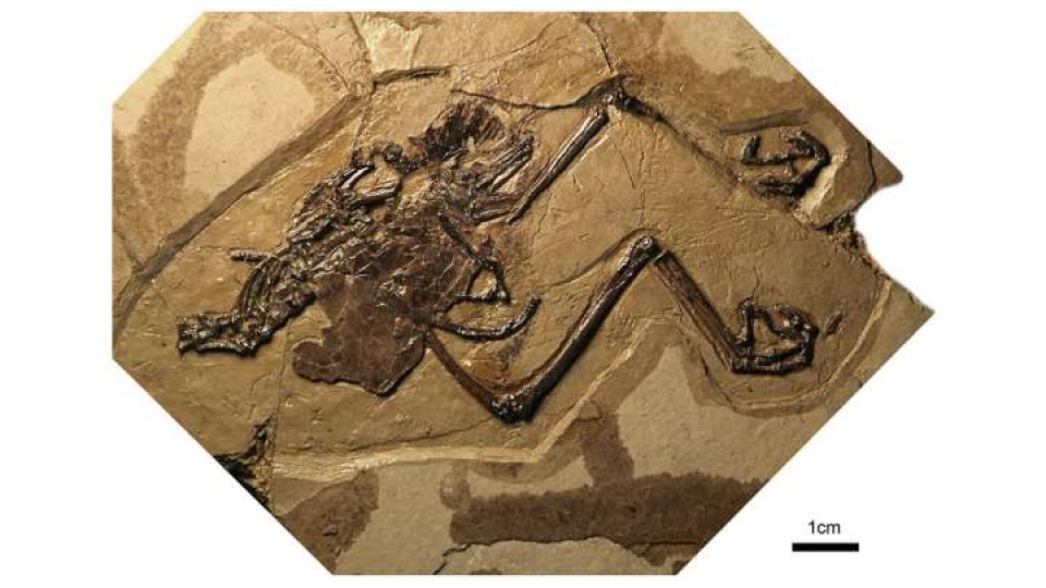 cac nha khoa hoc phat hien ra con chim hoa thach dau tien voi qua trung con nguyen ven