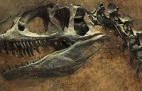 bi an loai khung long duoc xac dinh nham hang thap ky