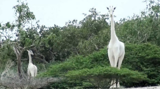 kenya huou cao co trang cuc hiem bi giet boi nan san trom