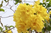 Ngắm hoa chuông vàng khoe sắc nơi phố núi Sơn La