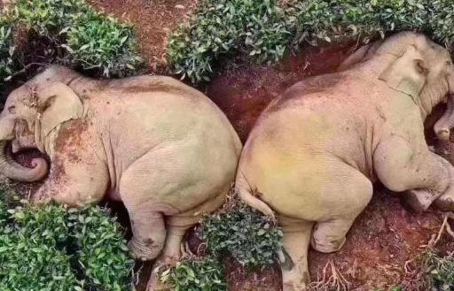 Trung Quốc: 14 con voi say rượu ngô túy lúy