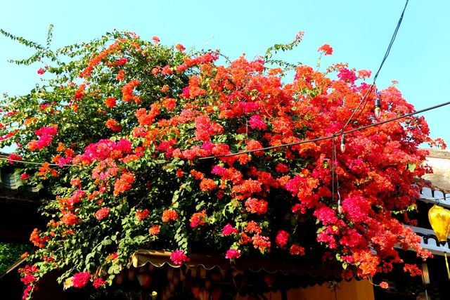 hoa giay ruc ro pho co hoi an giua mua dich covid 19