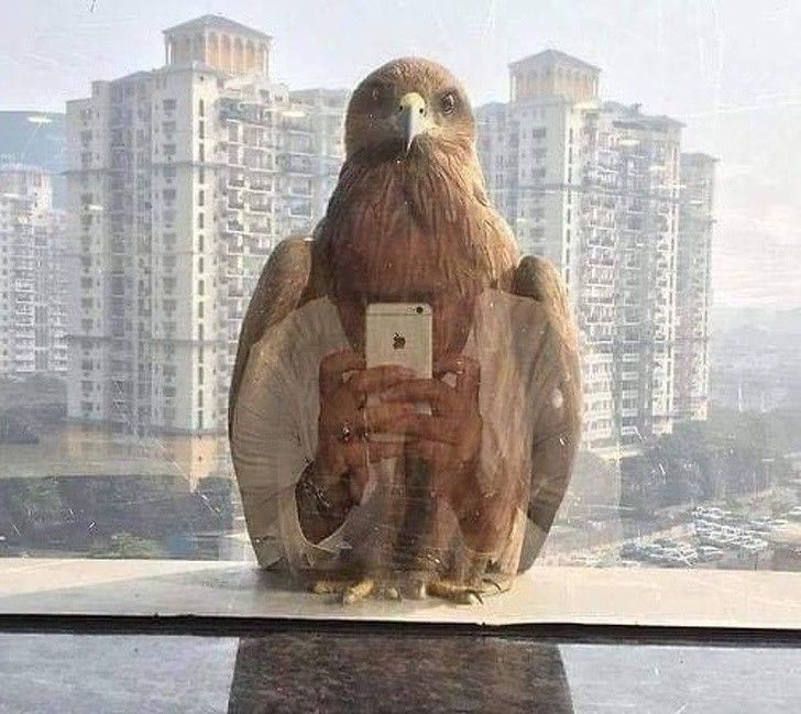 hoa mat voi nhung hinh anh trung hop kho tin trong cuoc song