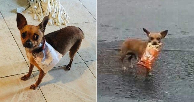 mexico sai thu cung di mua do an vi phai cach ly dich covid 19